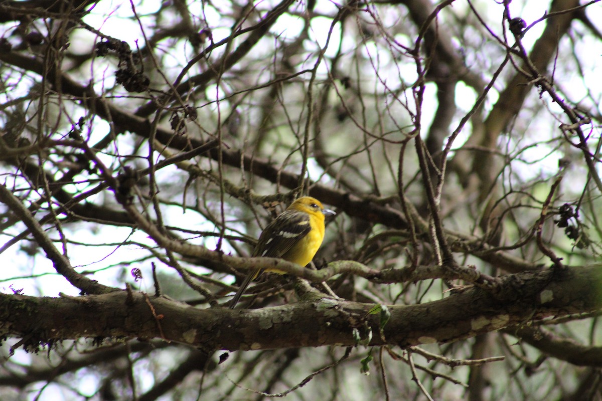 Flame-colored Tanager - ML615326986