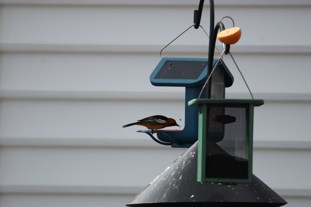 Bullock's Oriole - Jack Bechtel