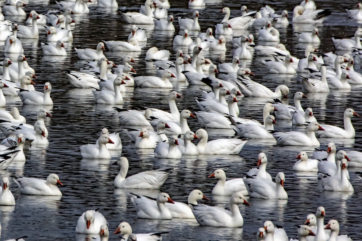 Snow Goose - ML615327164