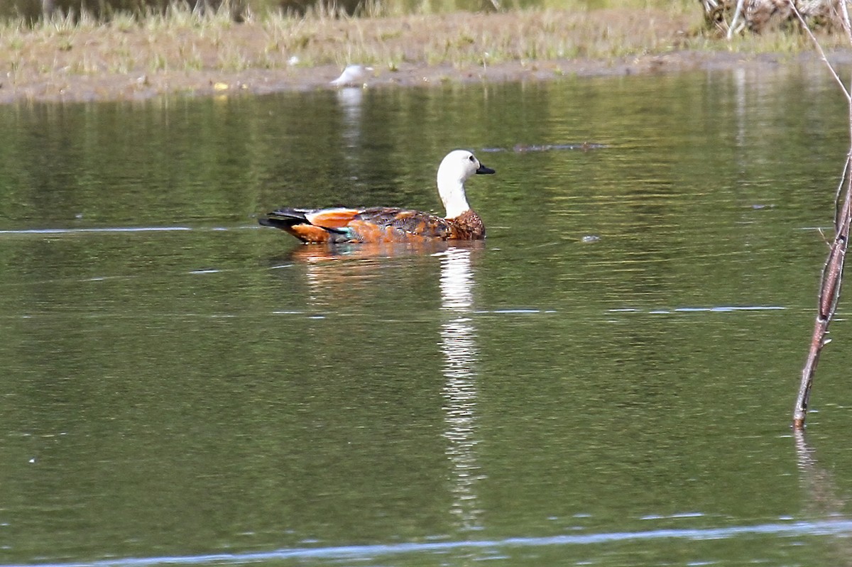 Paradise Shelduck - ML615327170