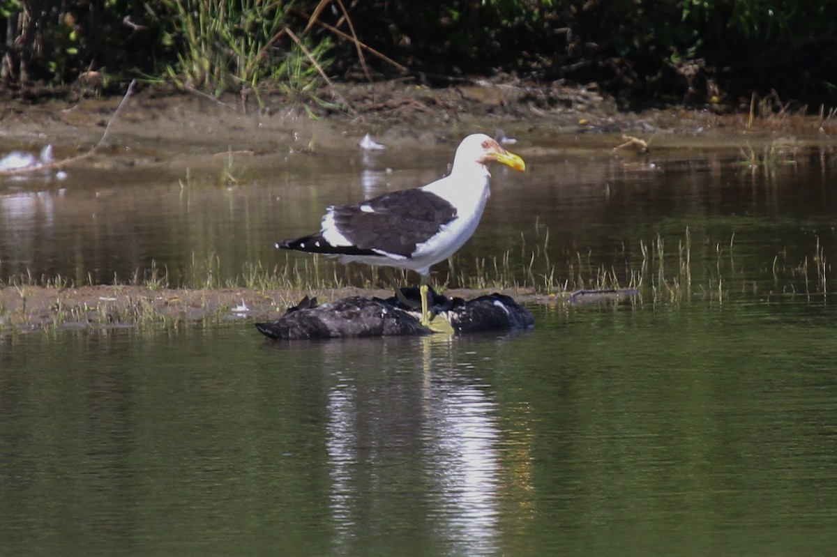 Kelp Gull - ML615327186