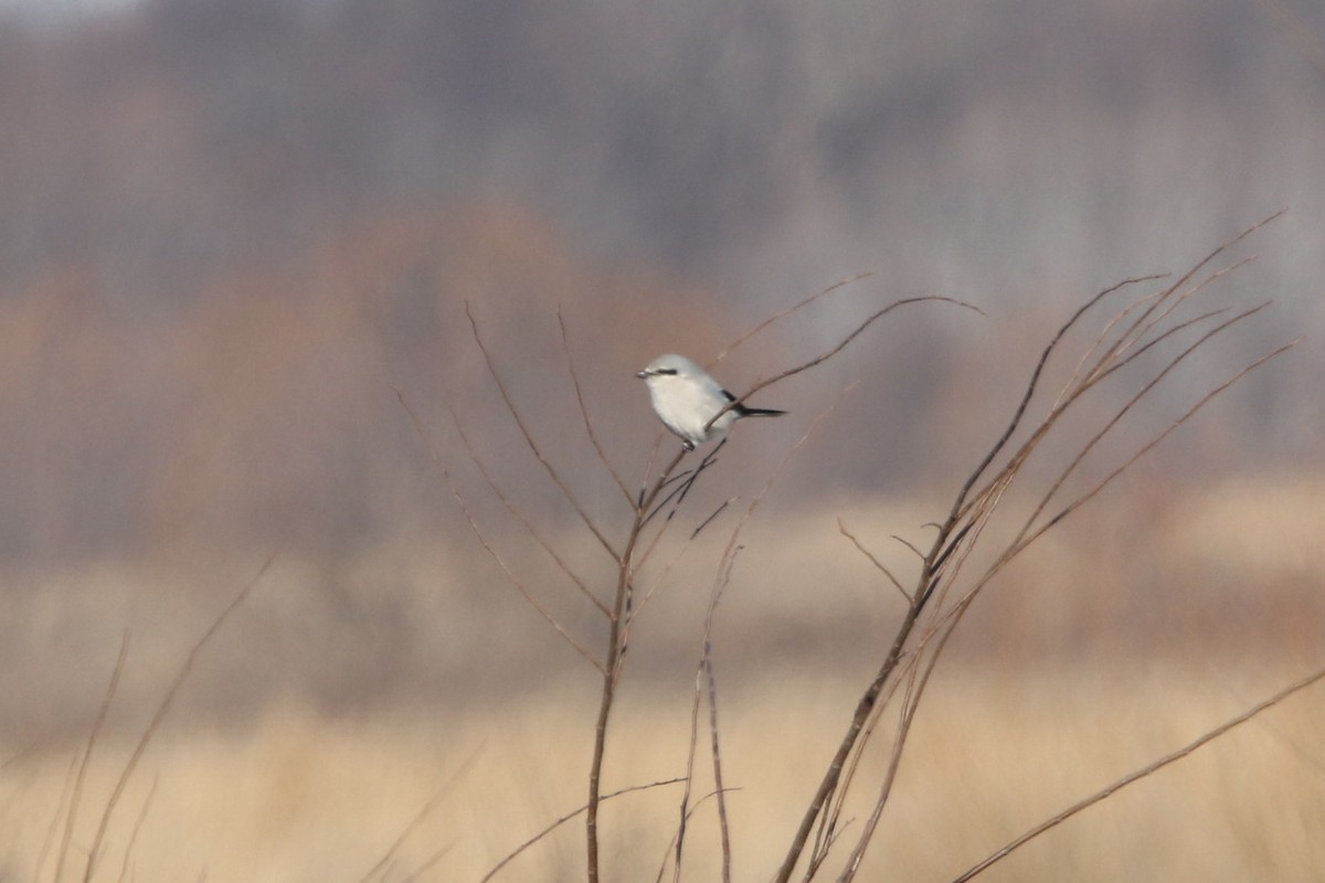 Northern Shrike - ML615327202