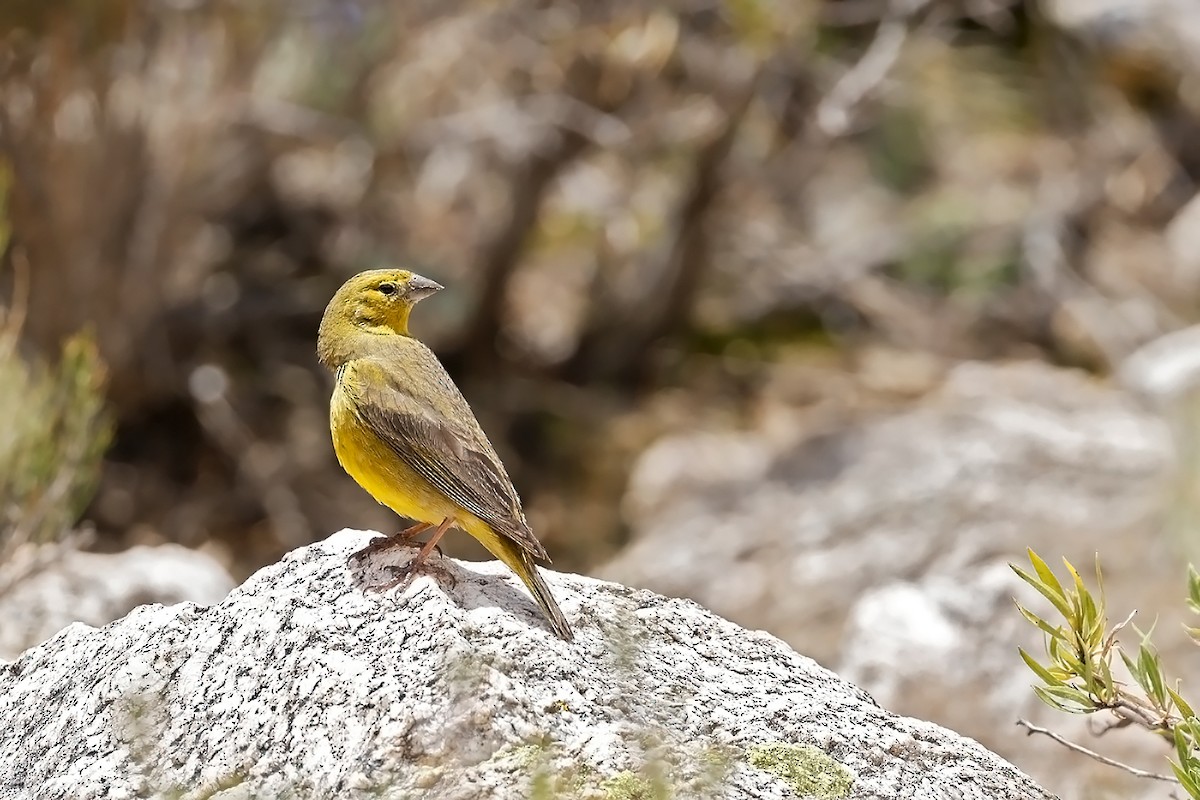 Greenish Yellow-Finch - ML615327221