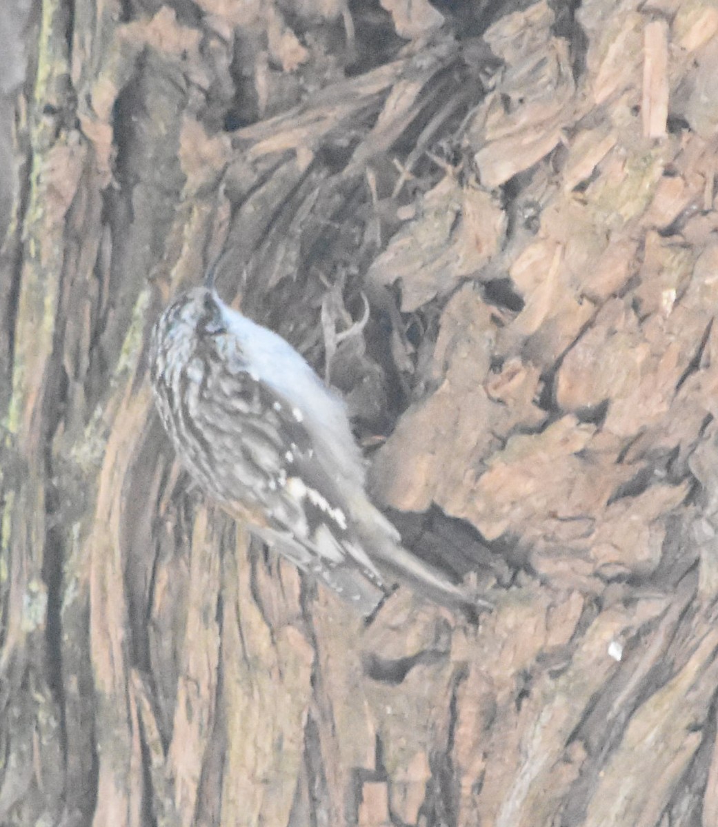 Brown Creeper - Rob Cassady