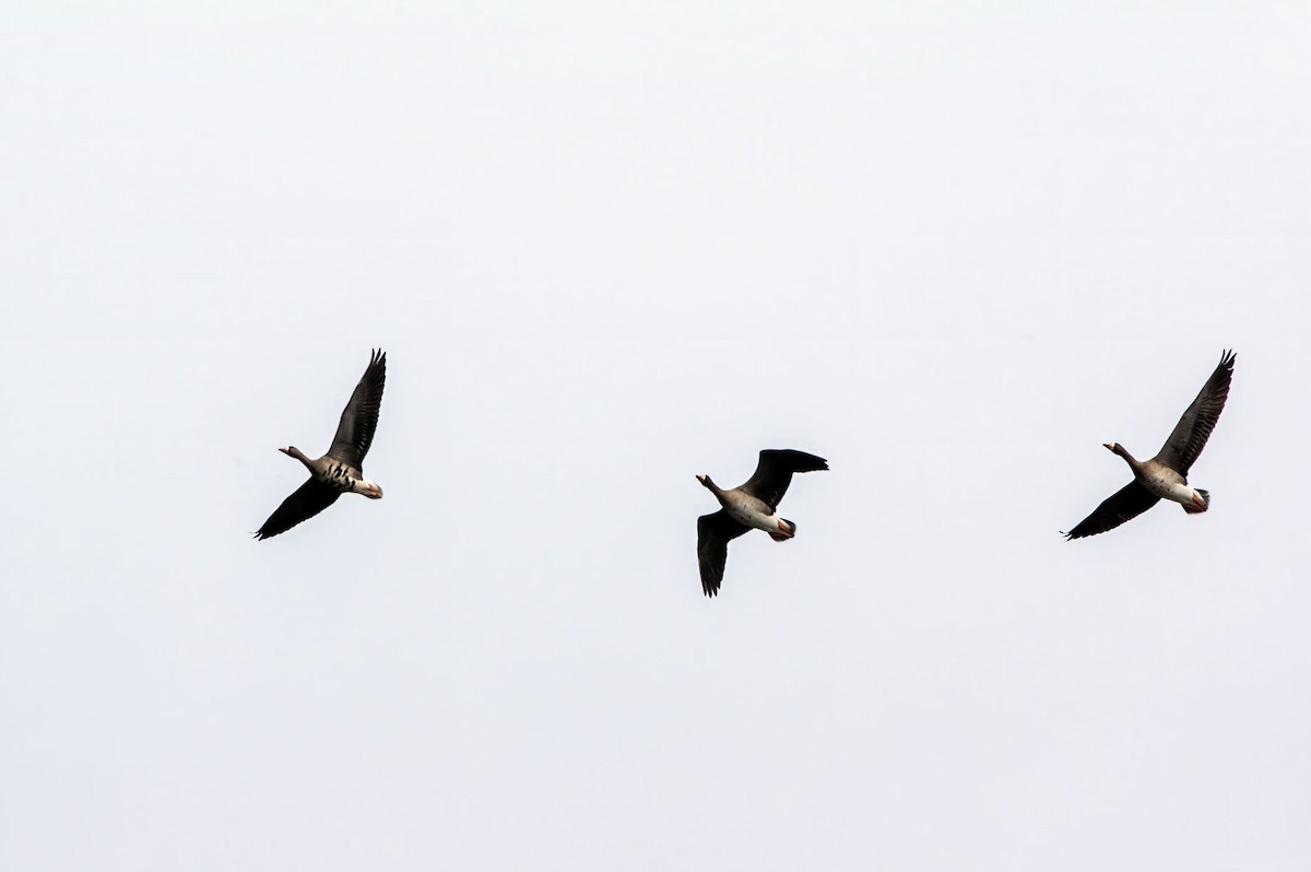 Greater White-fronted Goose - Phil Kahler