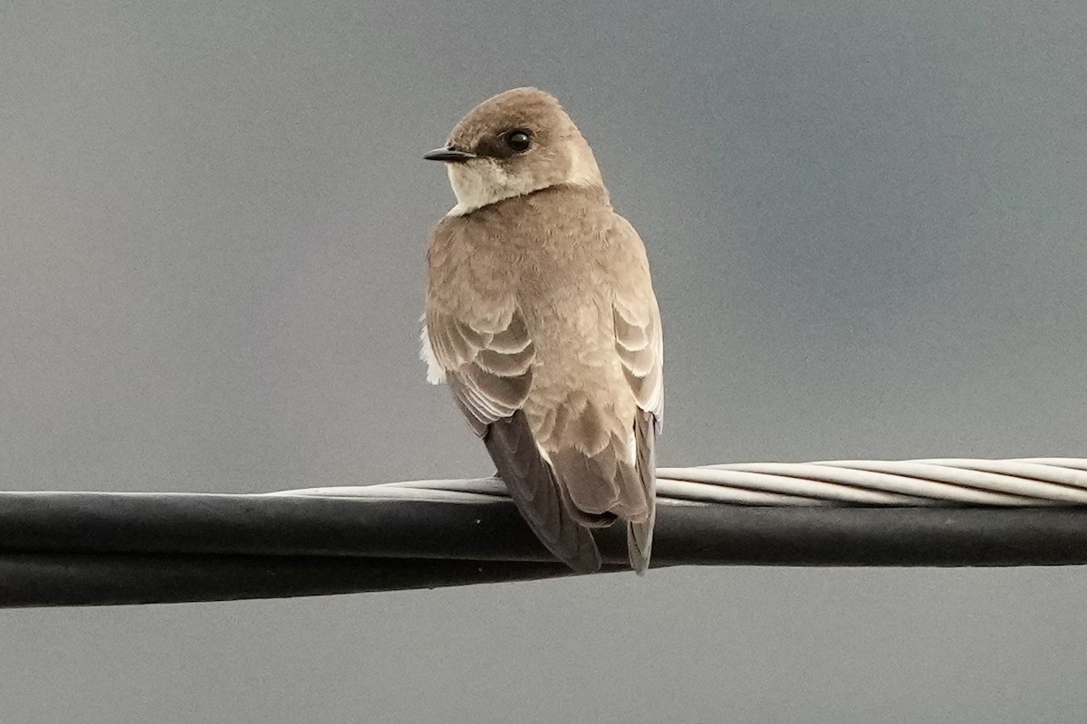 Northern Rough-winged Swallow - Tom Cassaro