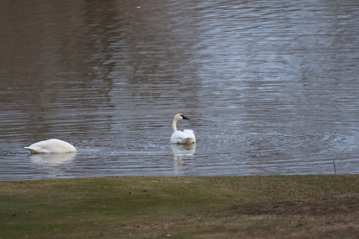 Tundra Swan - Jack Bechtel