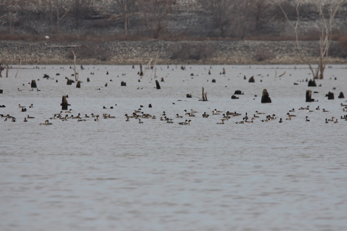 Northern Pintail - ML615327339