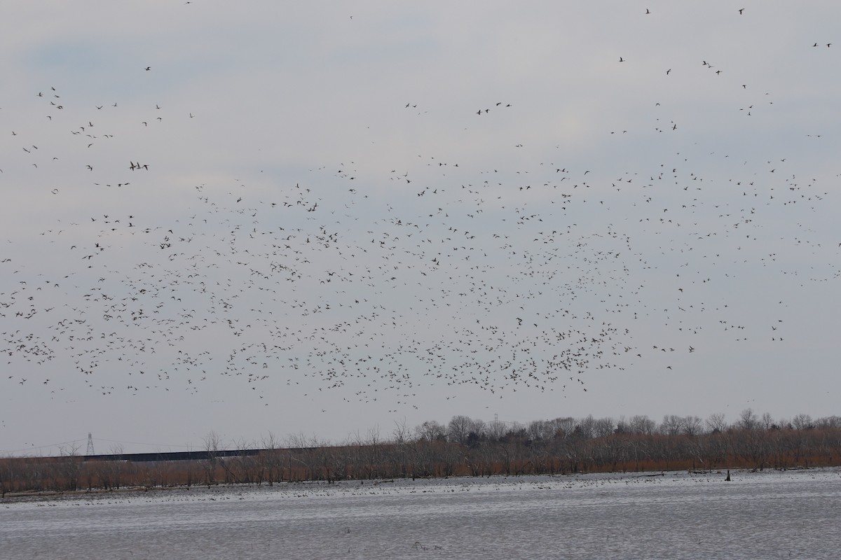 Northern Pintail - ML615327341