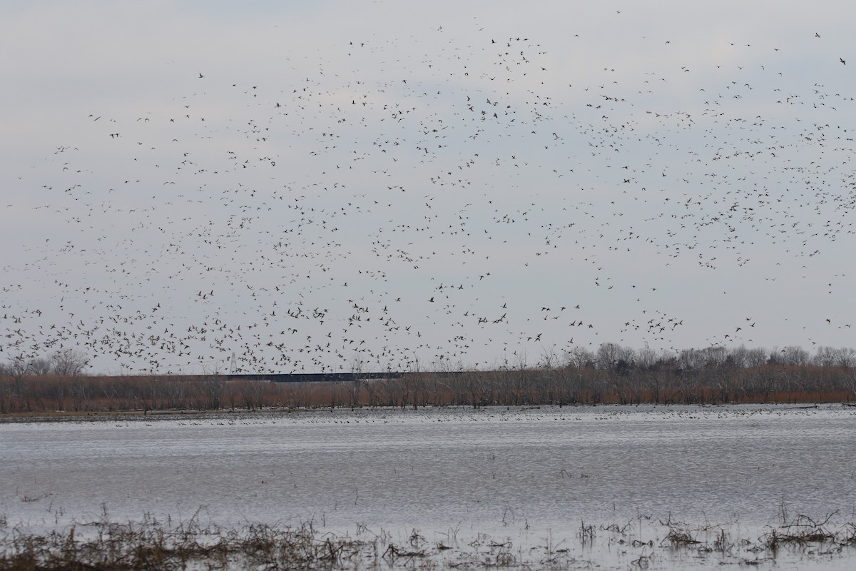 Northern Pintail - ML615327344