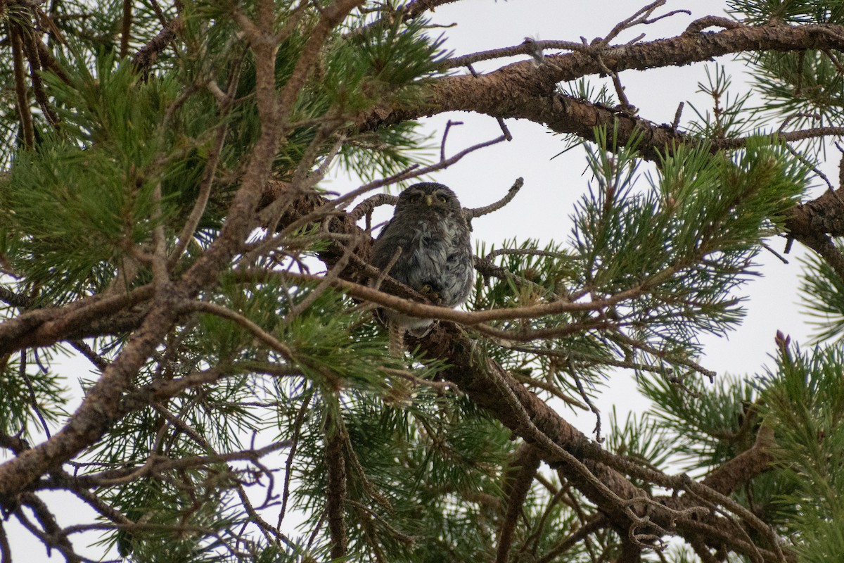 Austral Pygmy-Owl - ML615327349