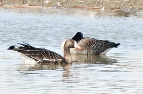 Greater White-fronted Goose - ML615327418