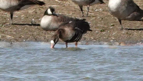 Greater White-fronted Goose - ML615327419