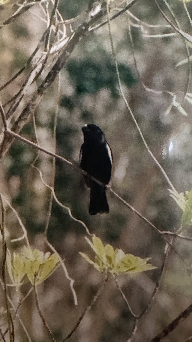 Grand Cayman Bullfinch - ML615327489