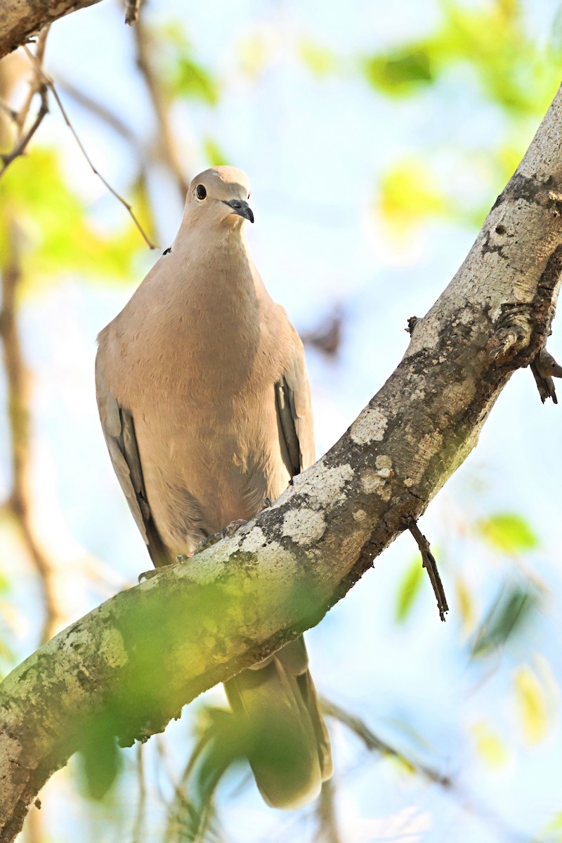 Eurasian Collared-Dove - ML615327503