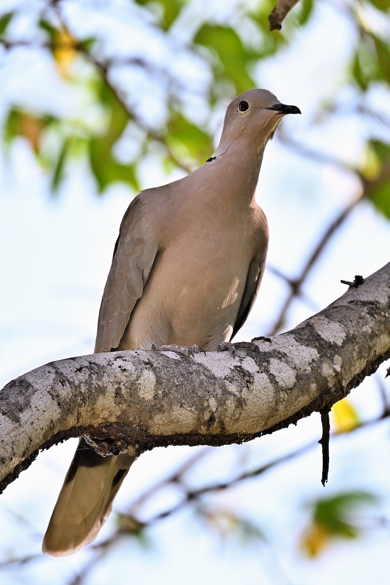 Eurasian Collared-Dove - ML615327504