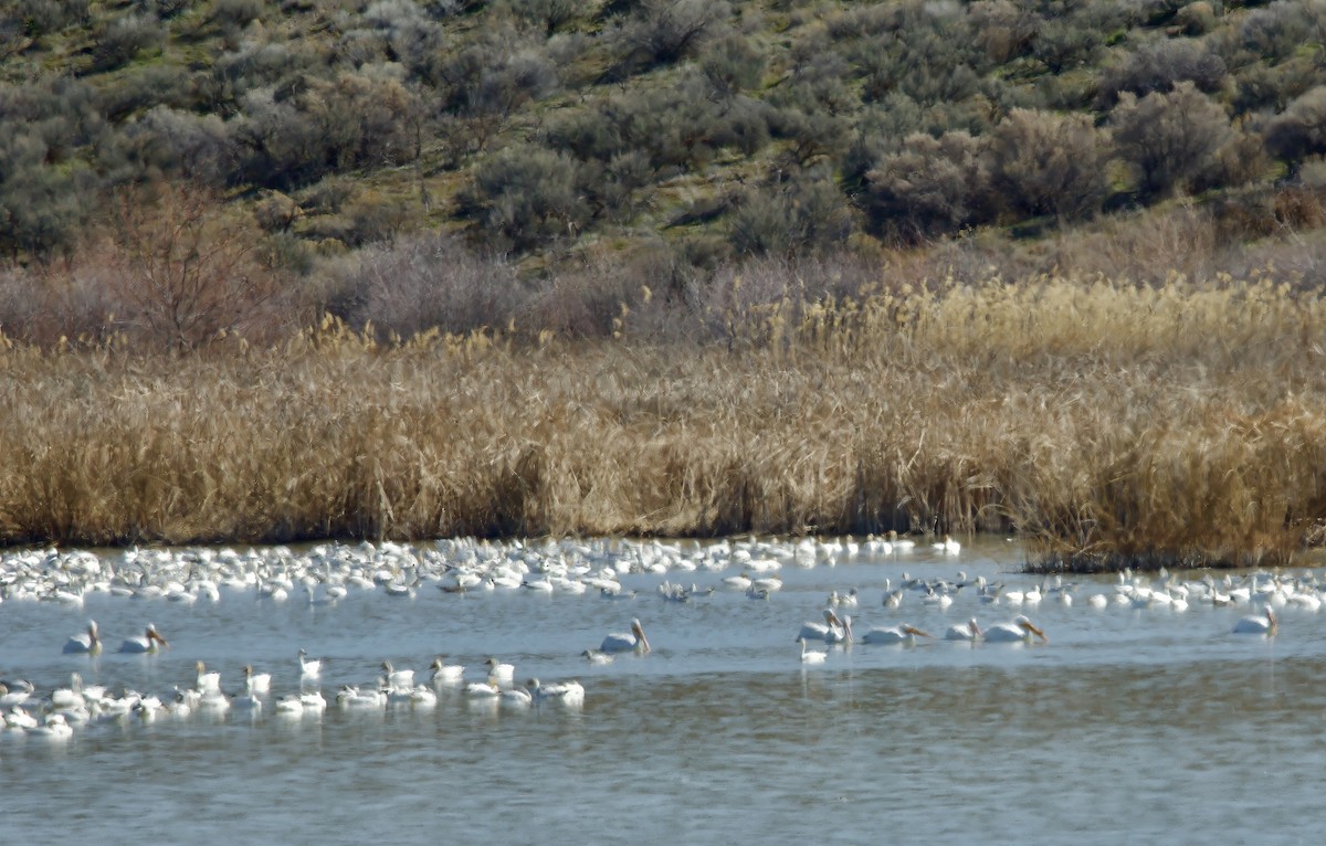 American White Pelican - Kathryn Keith