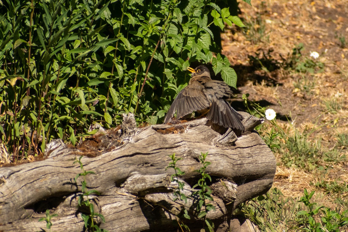 Austral Thrush - ML615327559