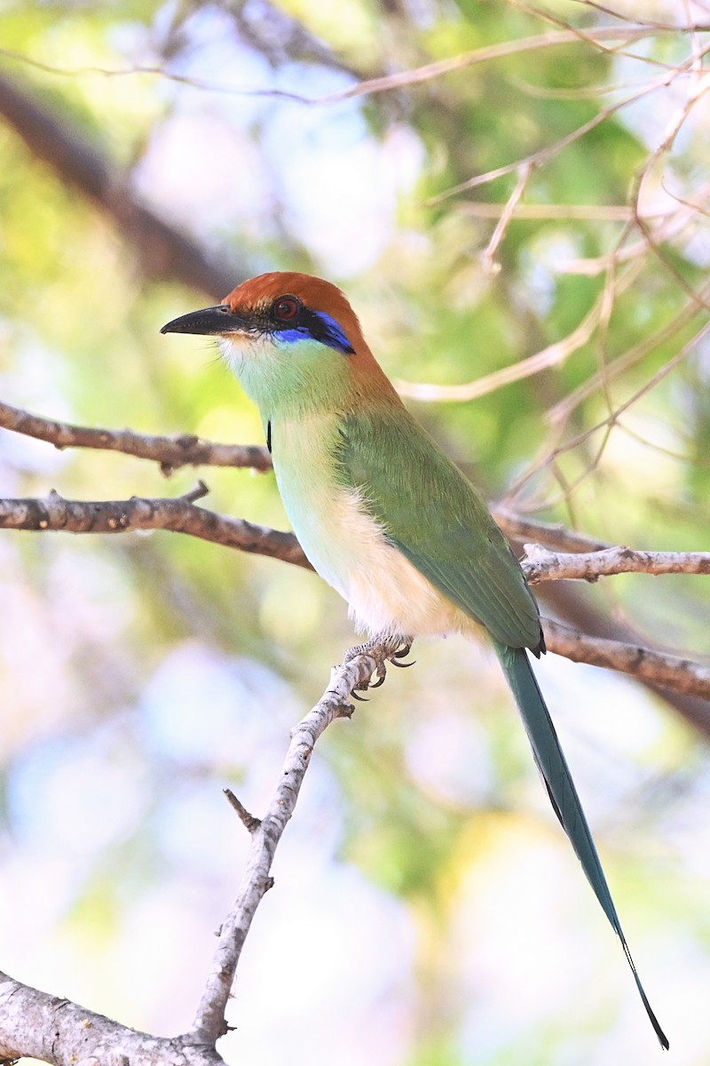 Russet-crowned Motmot - ML615327701