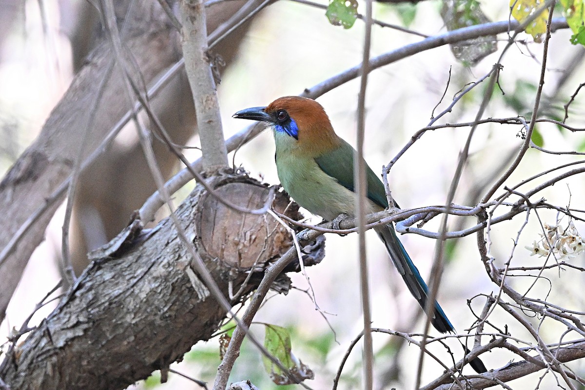 Russet-crowned Motmot - ML615327702