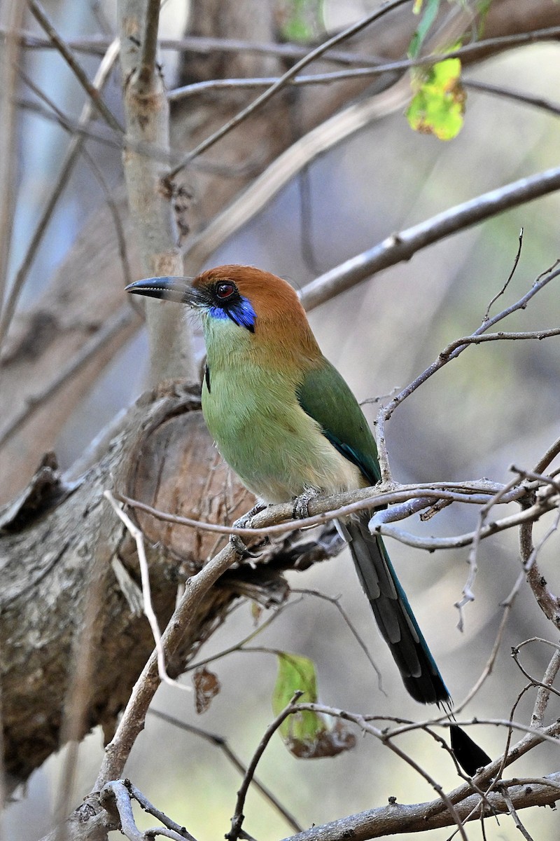 Russet-crowned Motmot - ML615327707