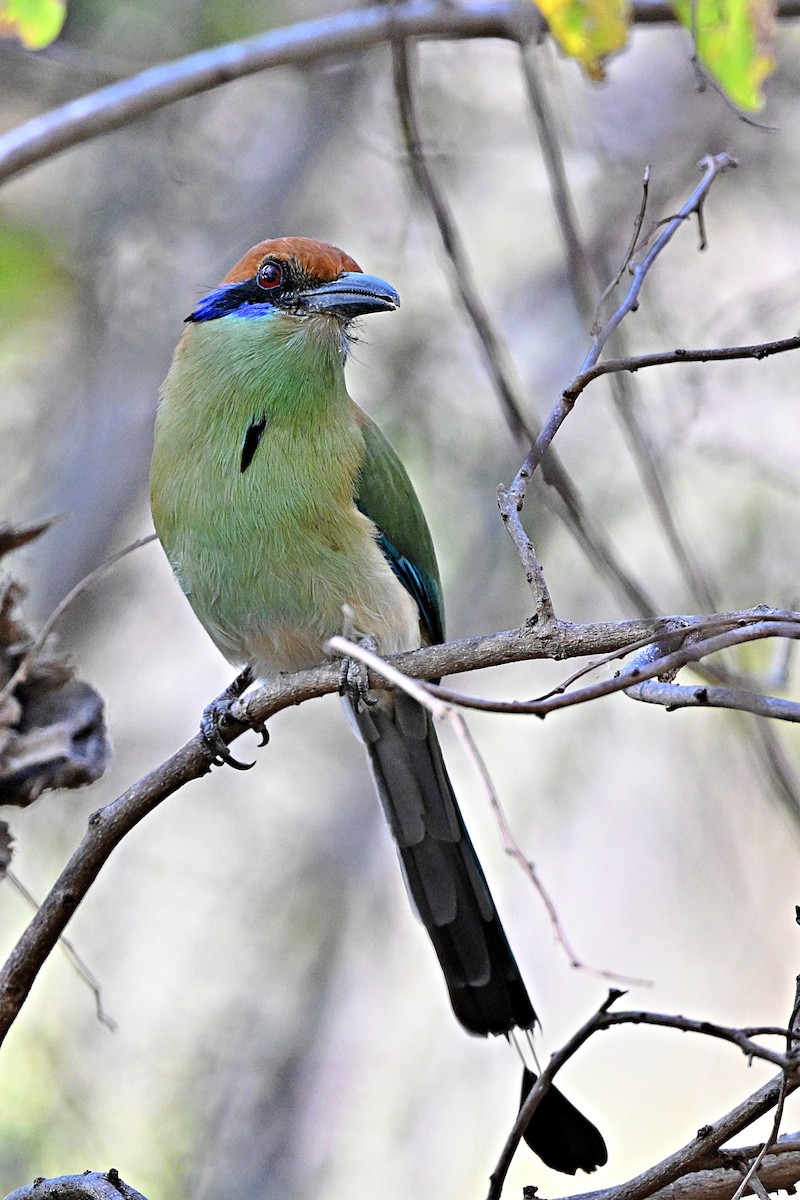 Russet-crowned Motmot - ML615327708