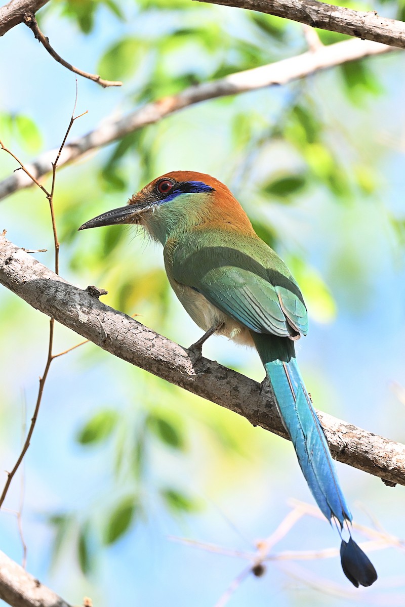 Russet-crowned Motmot - ML615327709