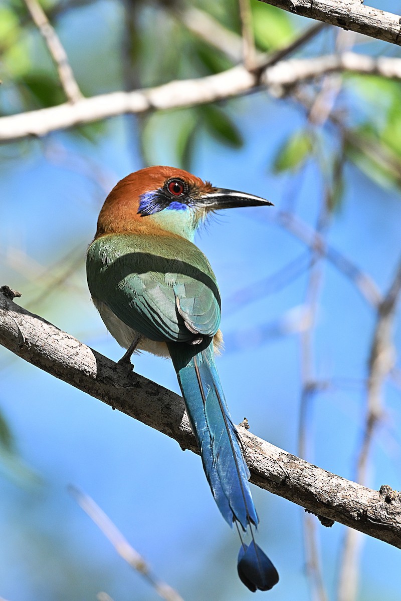 Russet-crowned Motmot - ML615327715