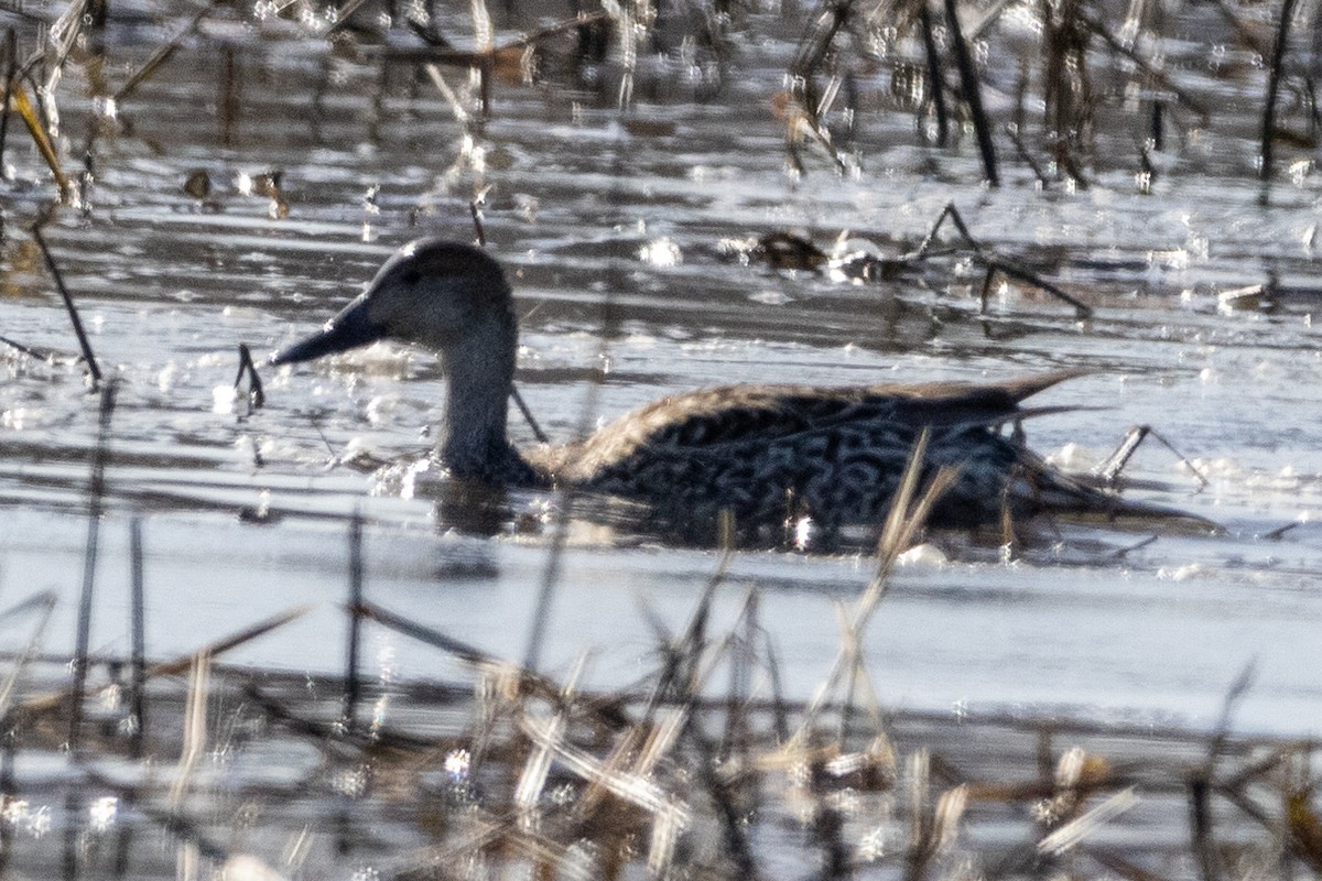 Northern Pintail - ML615327716