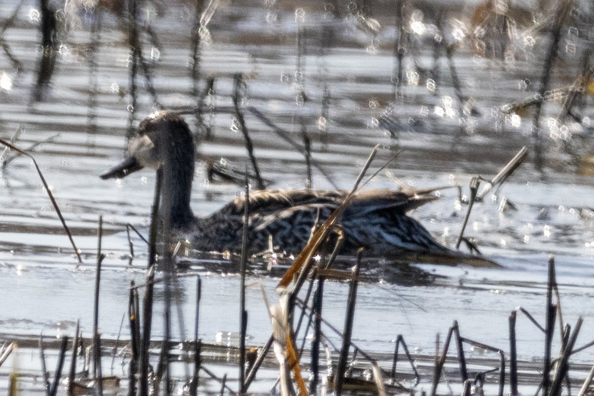 Northern Pintail - ML615327717