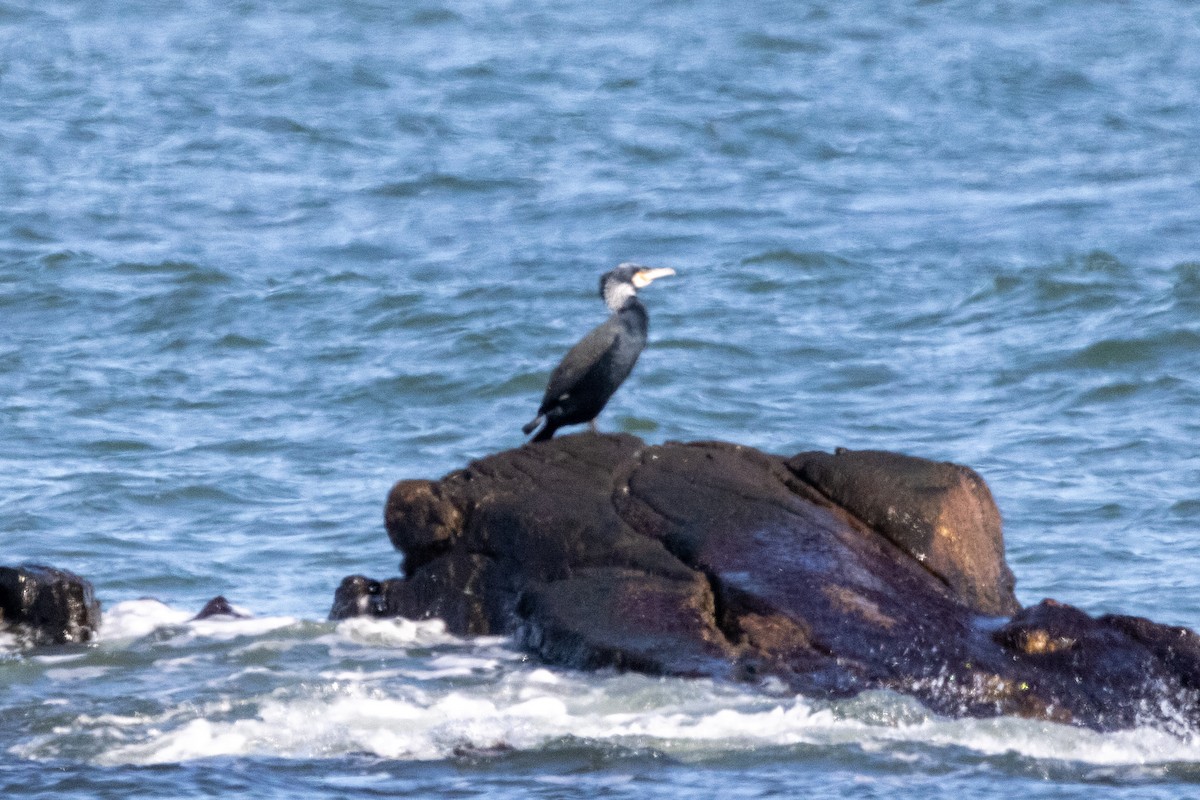 Great Cormorant - ML615327747