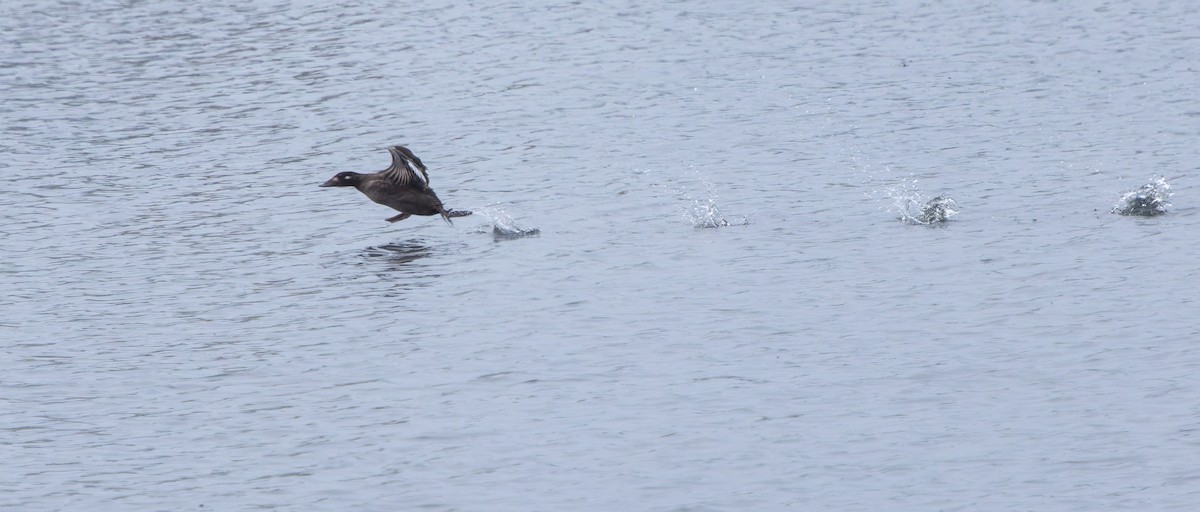 White-winged Scoter - Tara Plum