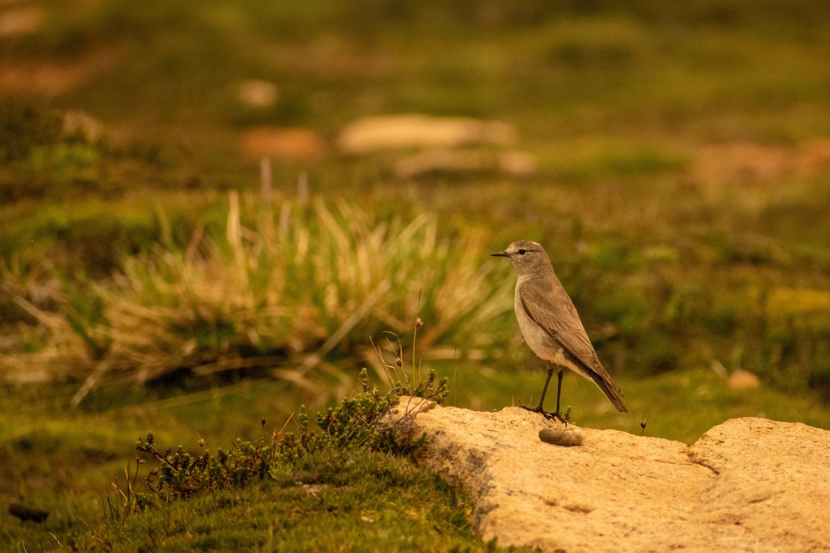 Ochre-naped Ground-Tyrant - ML615327778