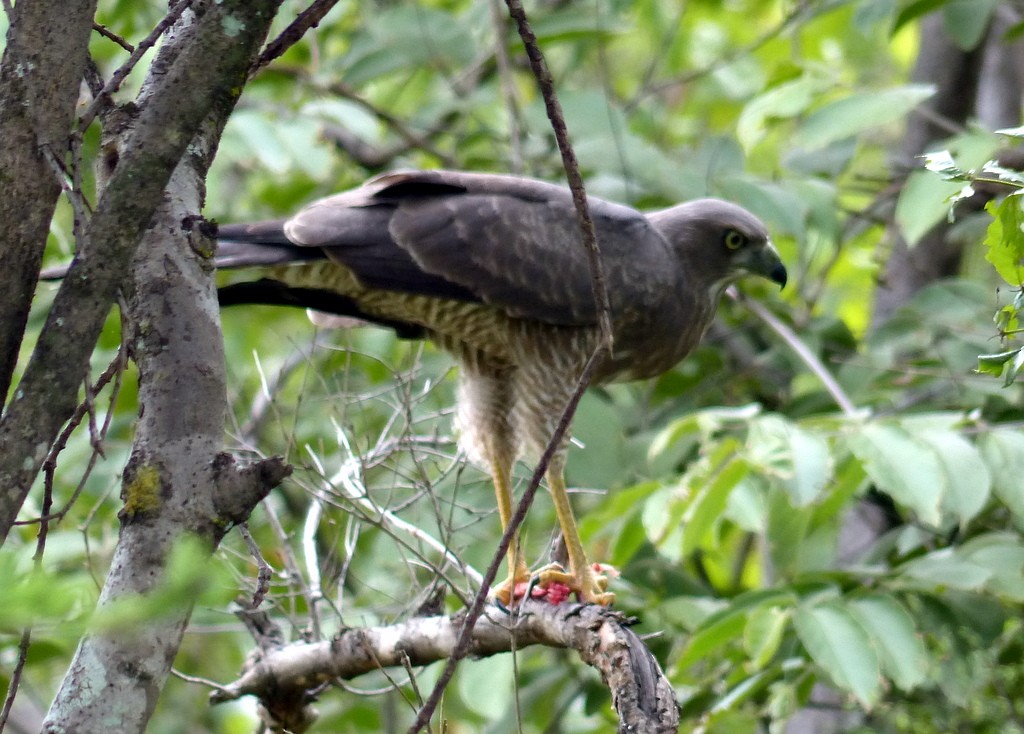 Dark Chanting-Goshawk - Femi Faminu