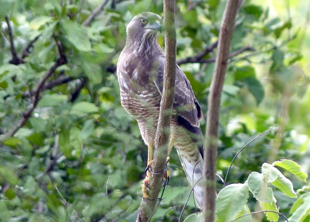 Dark Chanting-Goshawk - Femi Faminu