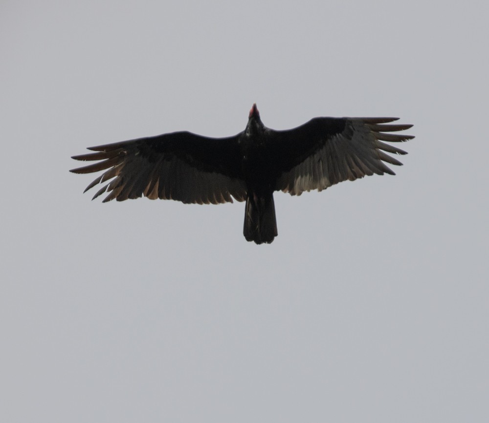 Turkey Vulture - ML615327816