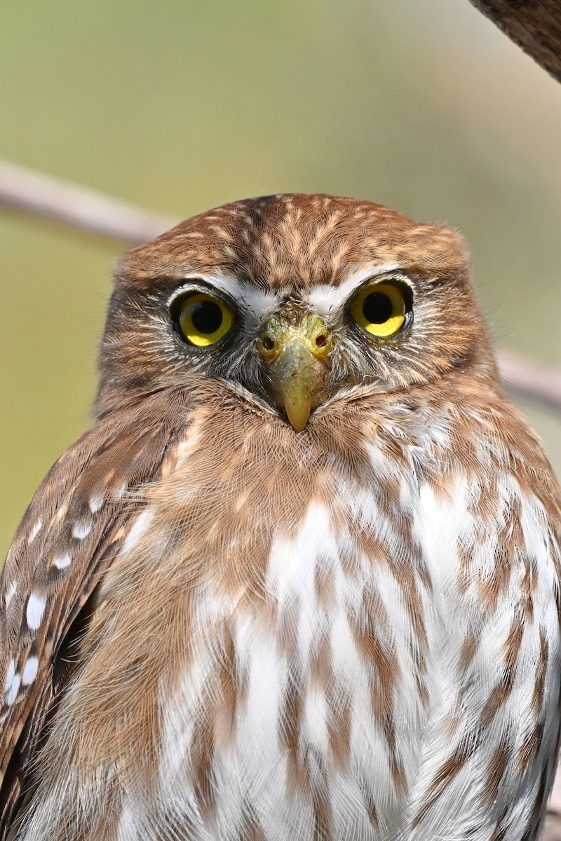 Ferruginous Pygmy-Owl - ML615327826