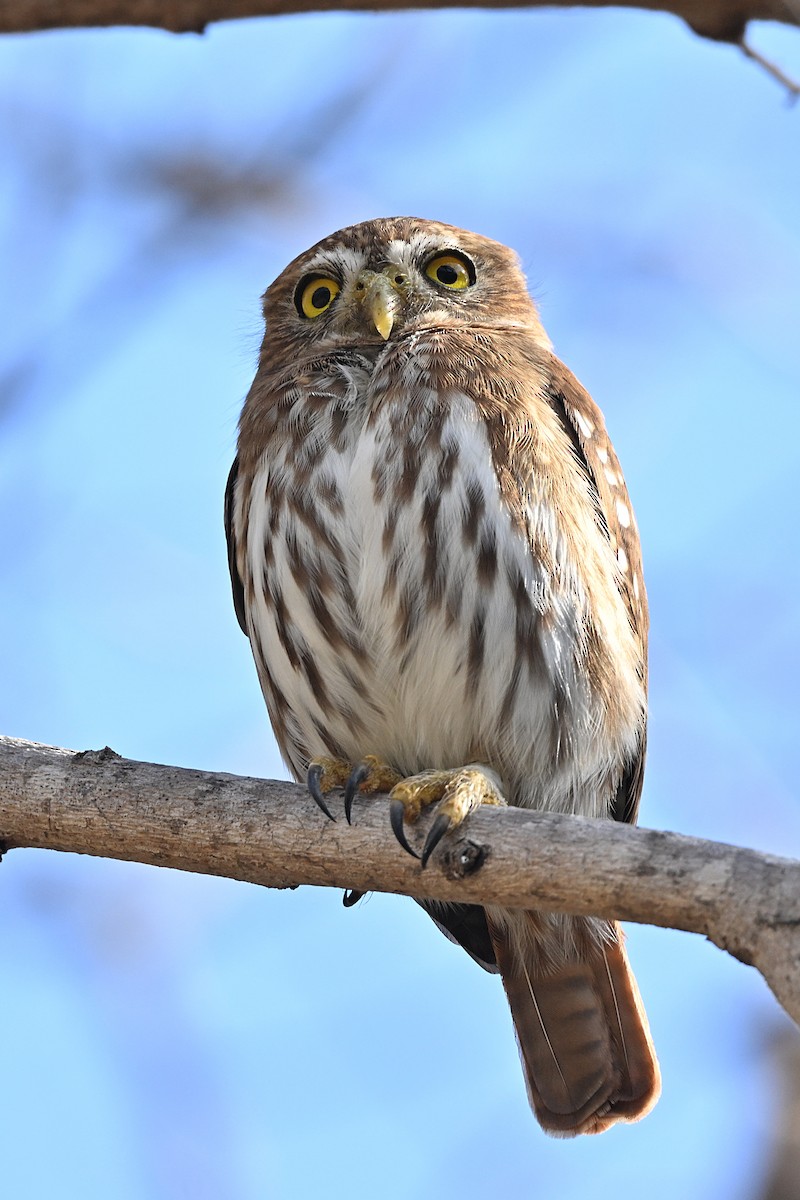 Ferruginous Pygmy-Owl - ML615327834