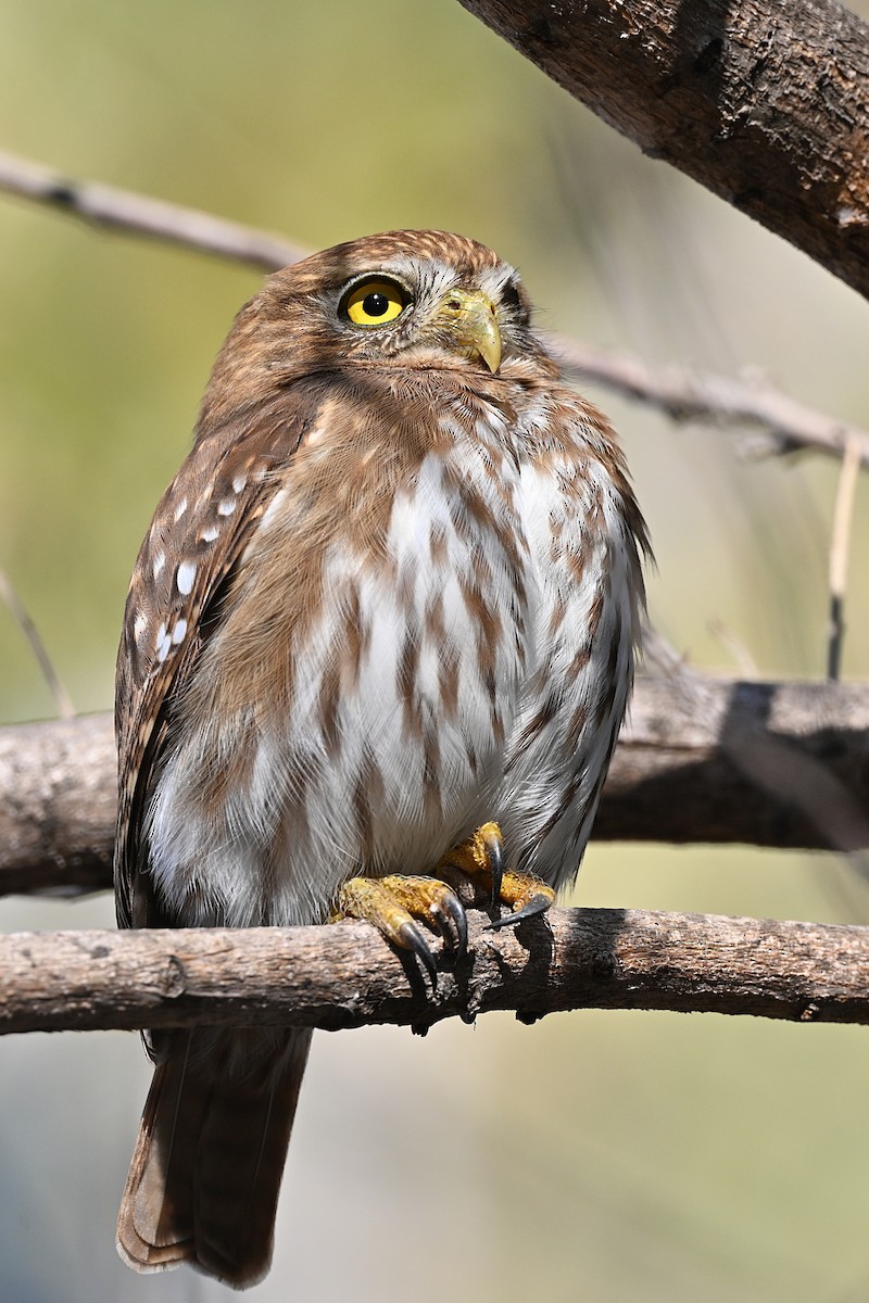 Ferruginous Pygmy-Owl - André Lanouette