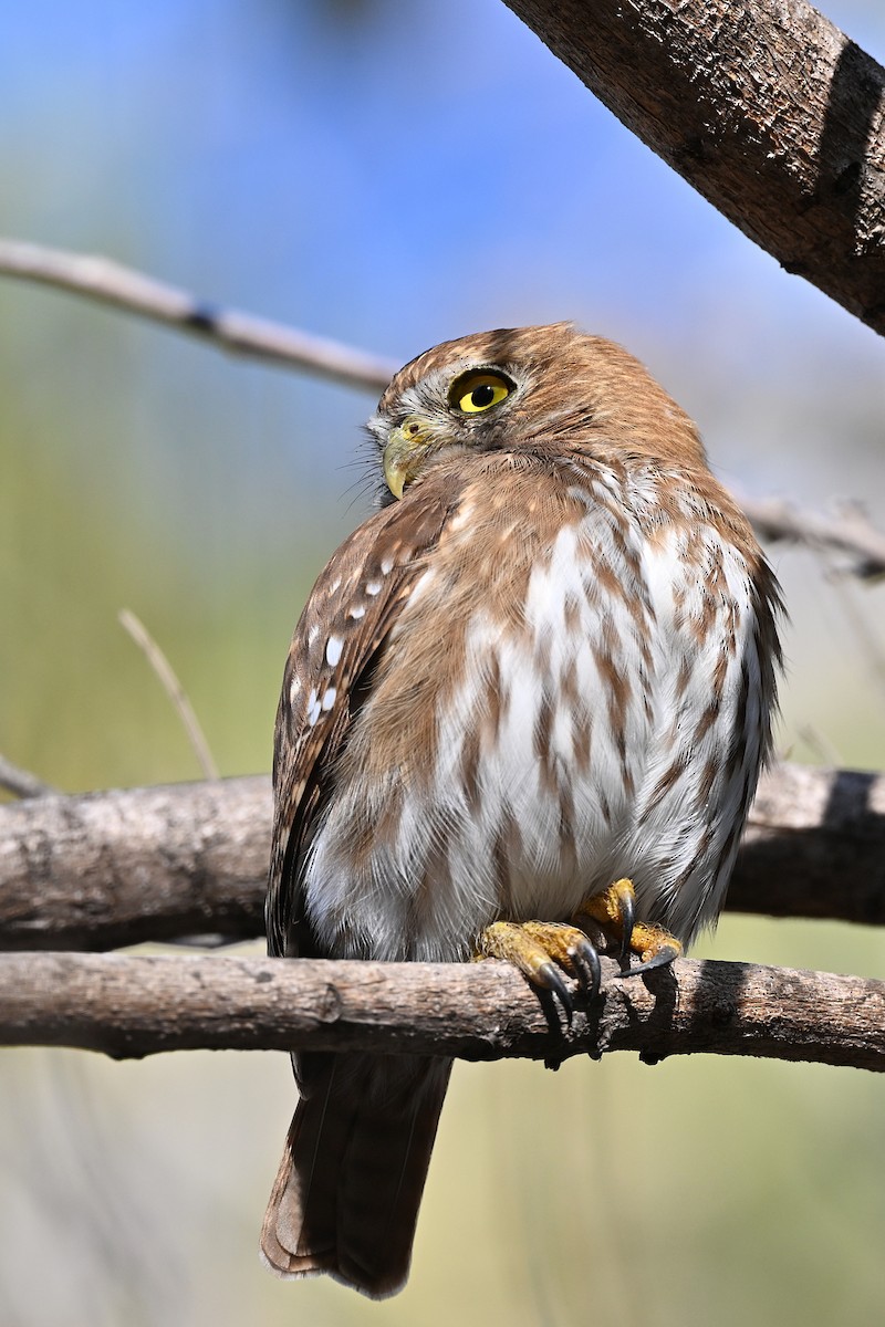 Ferruginous Pygmy-Owl - ML615327841