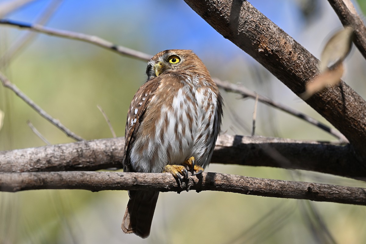 Ferruginous Pygmy-Owl - ML615327843