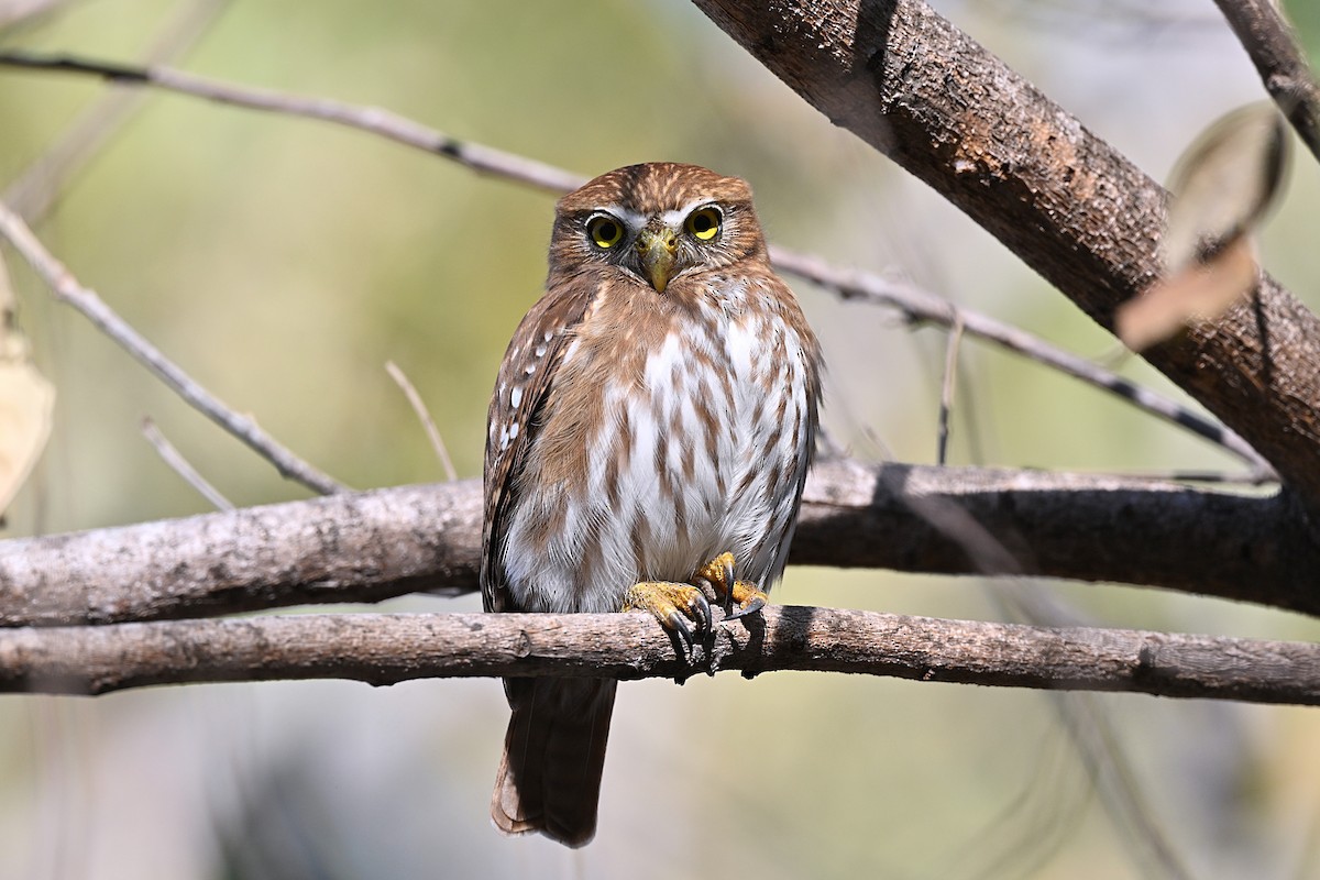 Ferruginous Pygmy-Owl - André Lanouette