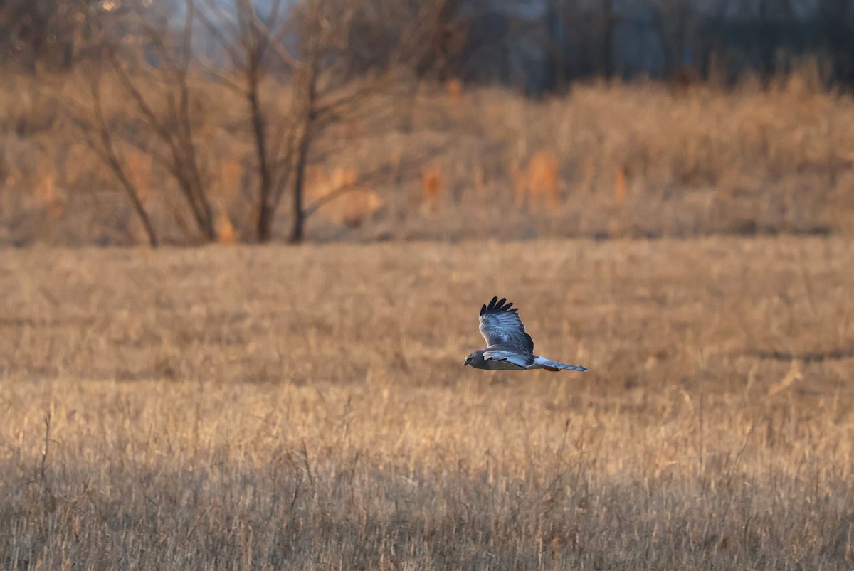 Northern Harrier - ML615327928