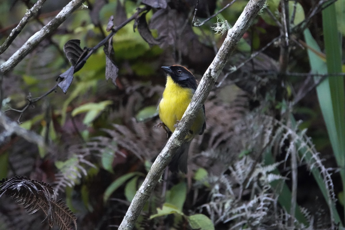 Yellow-breasted Brushfinch - Ader Ávila