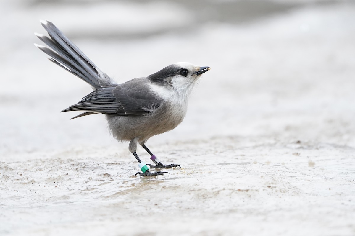 Canada Jay - ML615327983