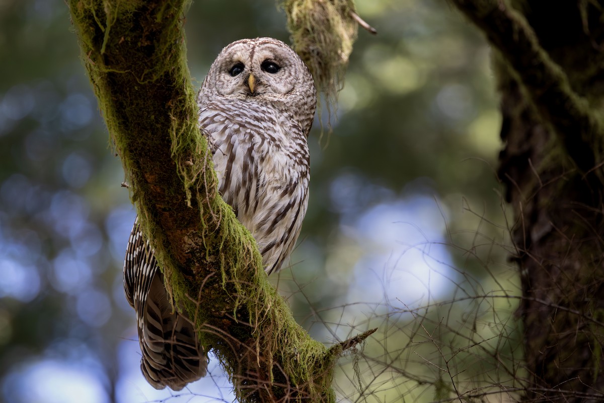 Barred Owl - ML615327992