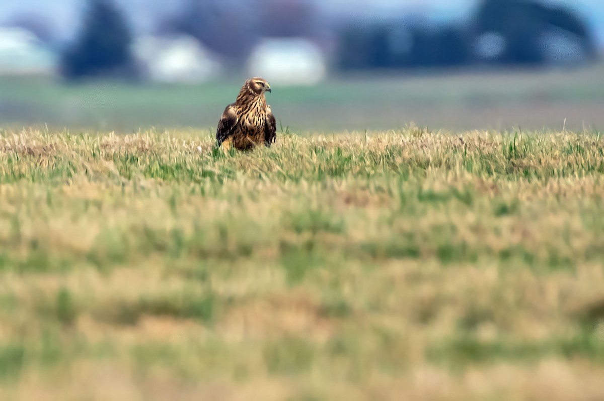 Northern Harrier - ML615328011