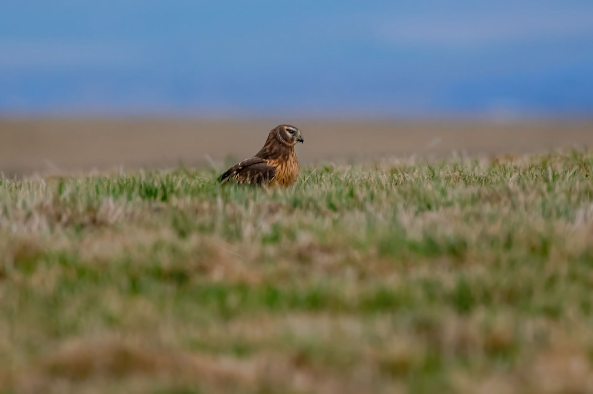 Northern Harrier - ML615328012