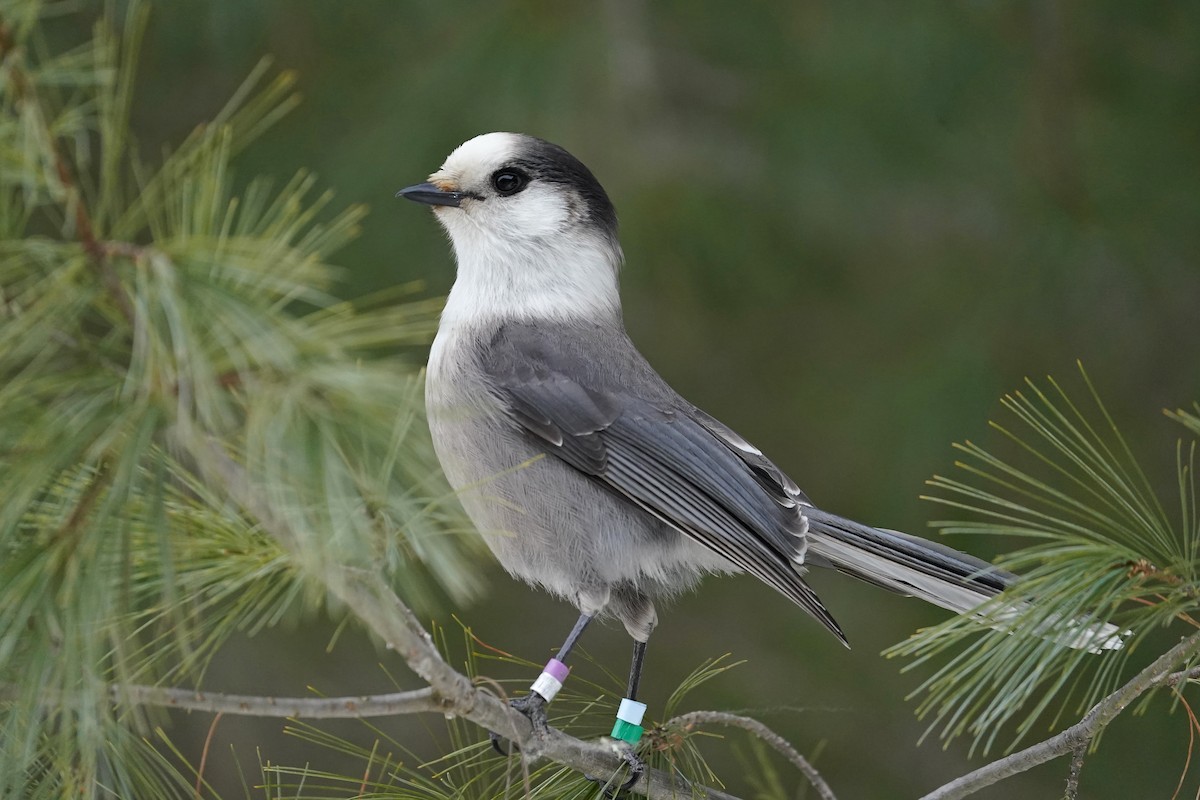 Canada Jay - Daniel shi