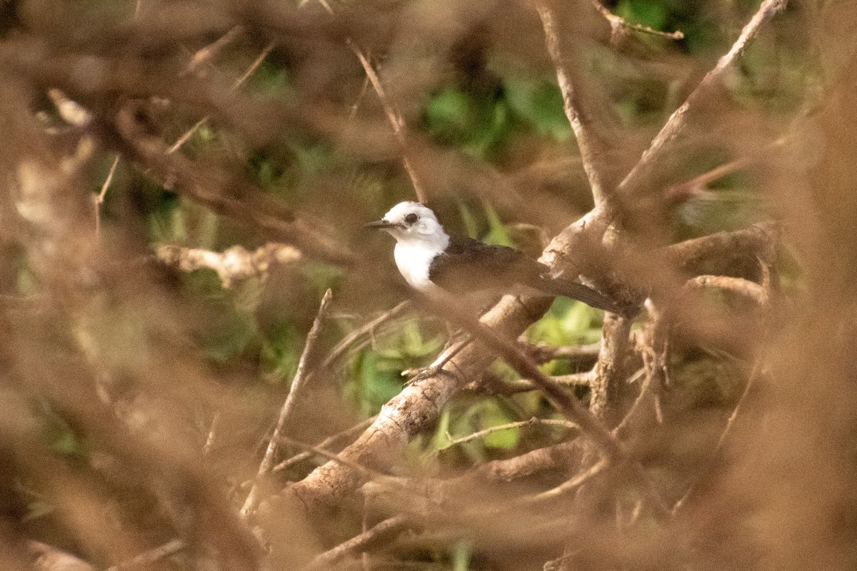 Black-backed Water-Tyrant - Ezequiel Racker